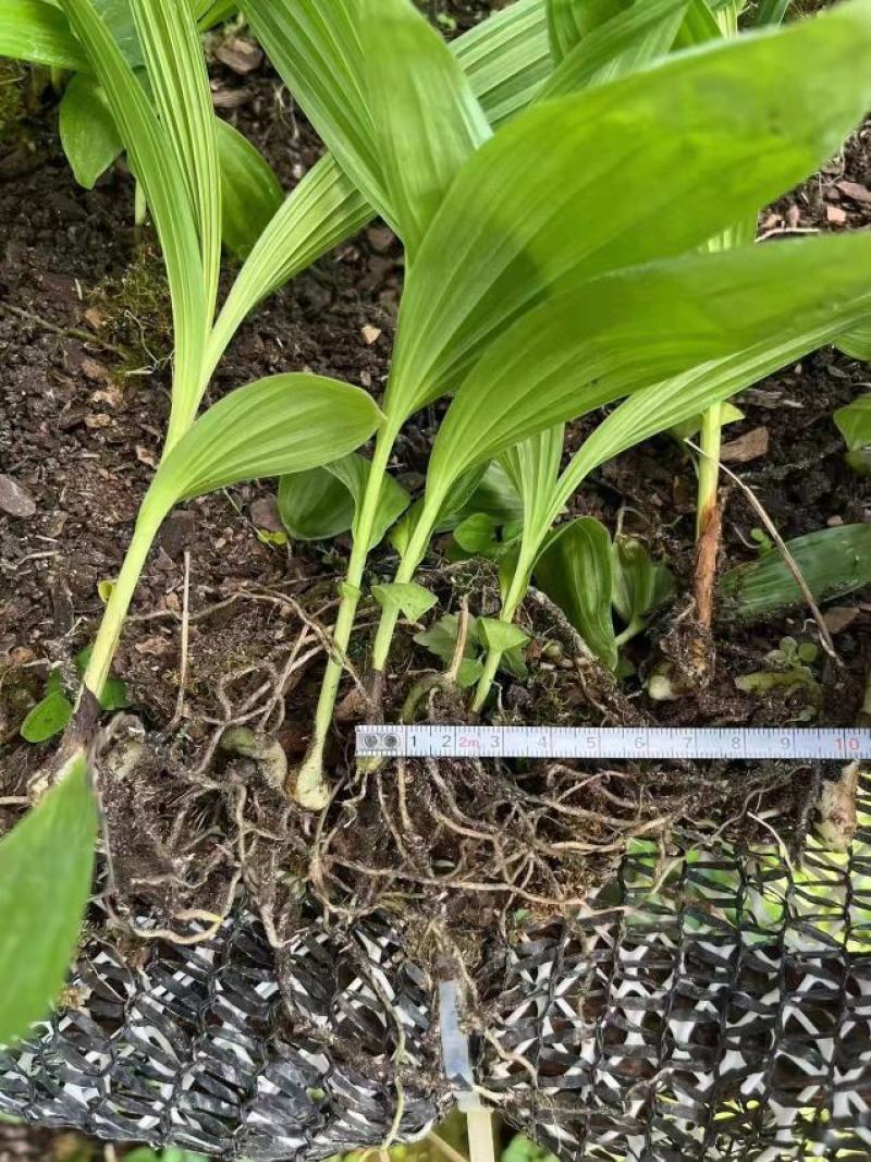 紫花宽叶大白芨苗