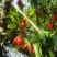 山西省运城市新绛县油桃种植基地大棚油桃大量上市