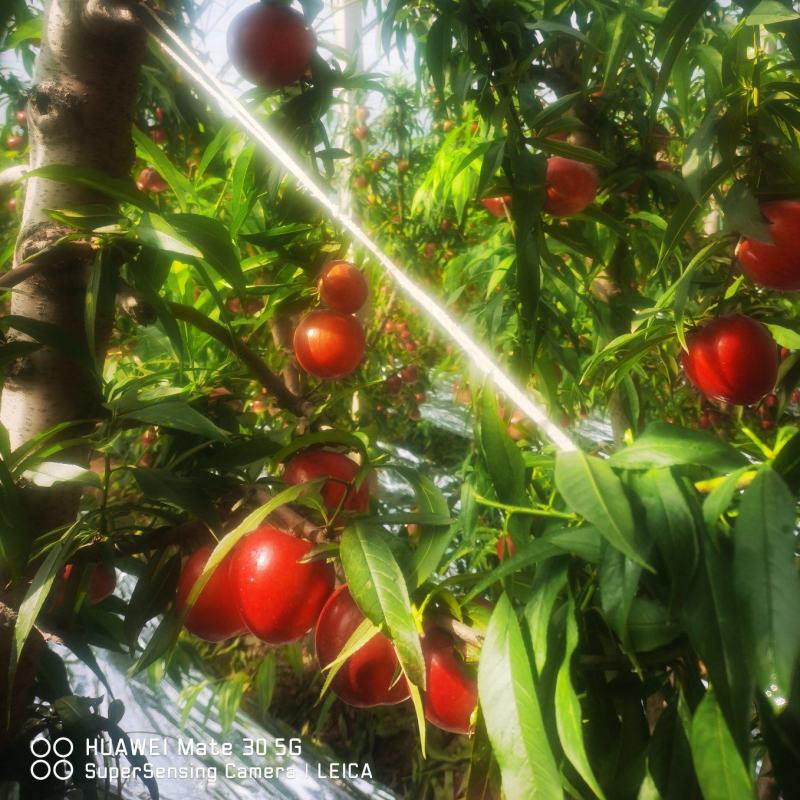 山西省运城市新绛县油桃种植基地大棚油桃大量上市