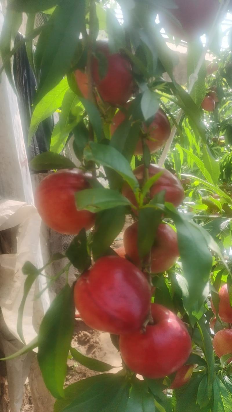 山西省运城市新绛县油桃种植基地大棚油桃大量上市