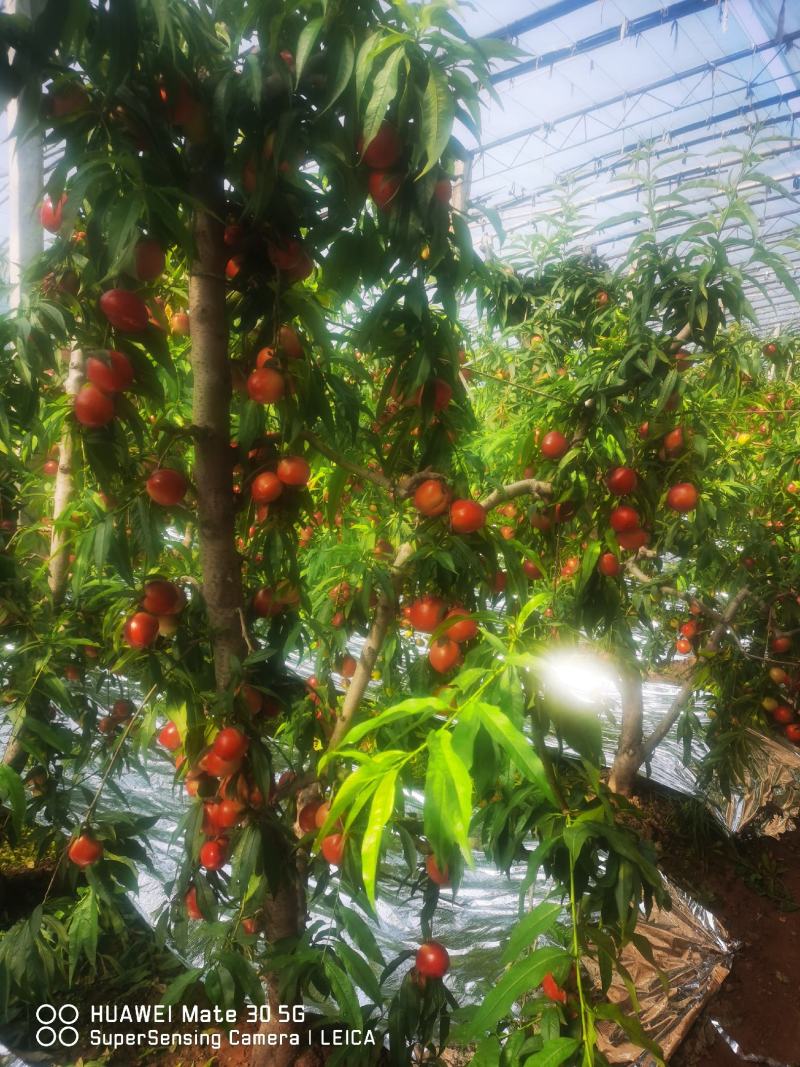山西省运城市新绛县油桃种植基地大棚油桃大量上市