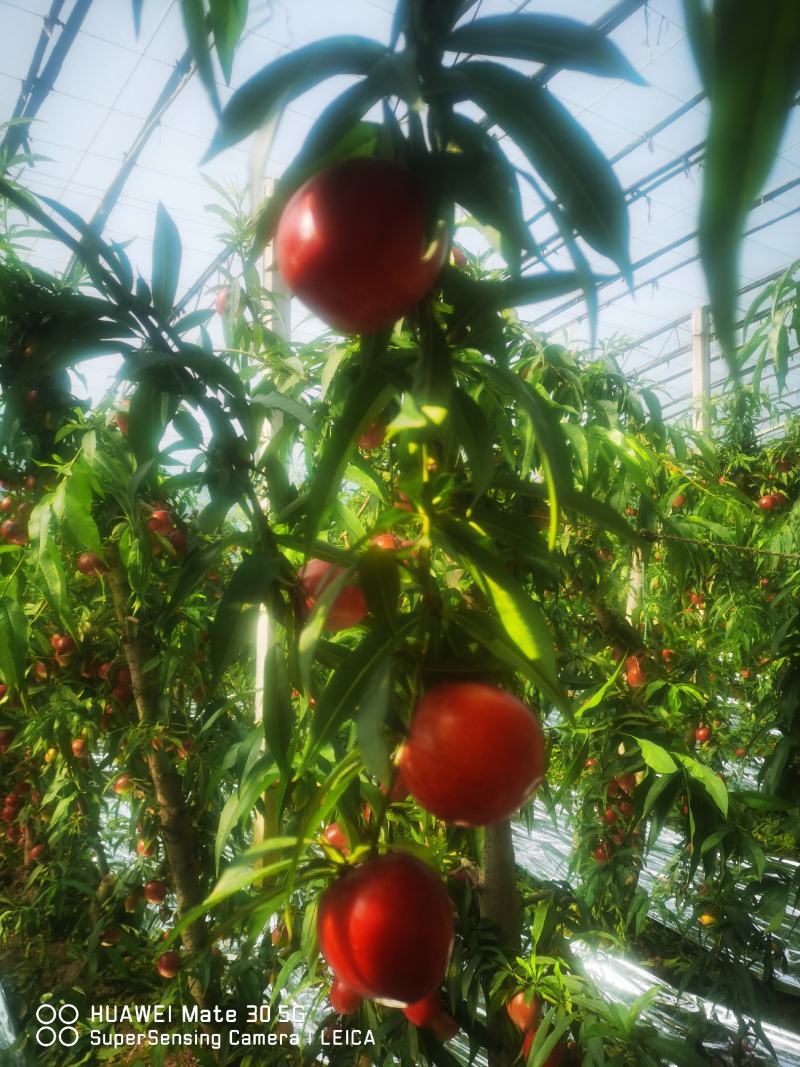 山西省运城市新绛县油桃种植基地大棚油桃大量上市