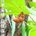 中药材蝉蜕蝉衣知了壳自然脱落保质保量包邮