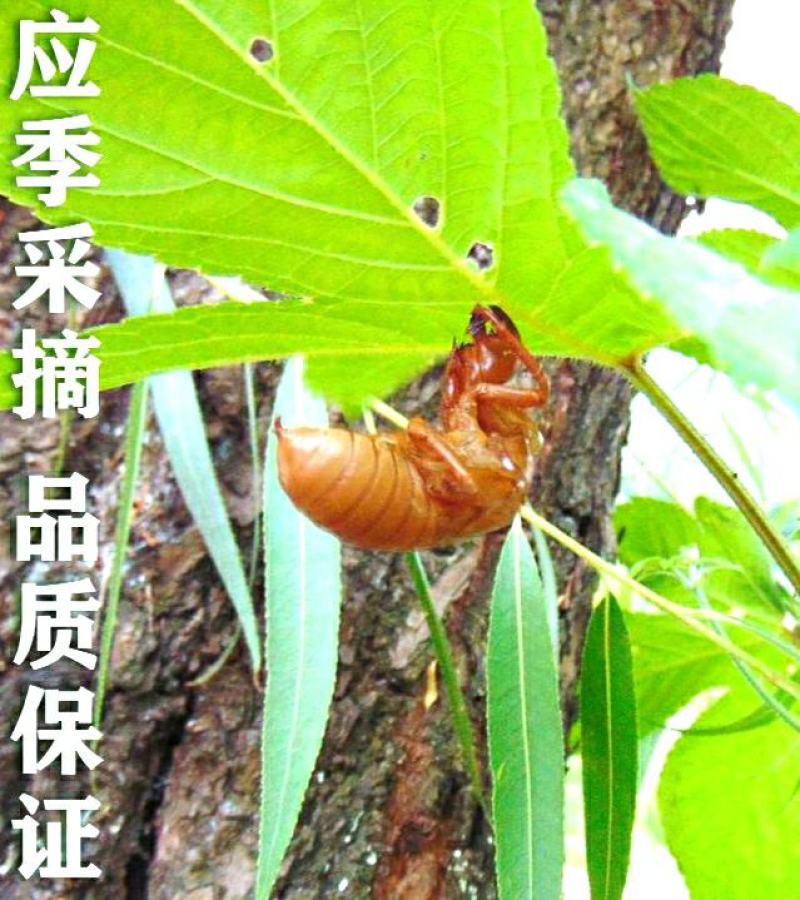 中药材蝉蜕蝉衣知了壳自然脱落保质保量包邮