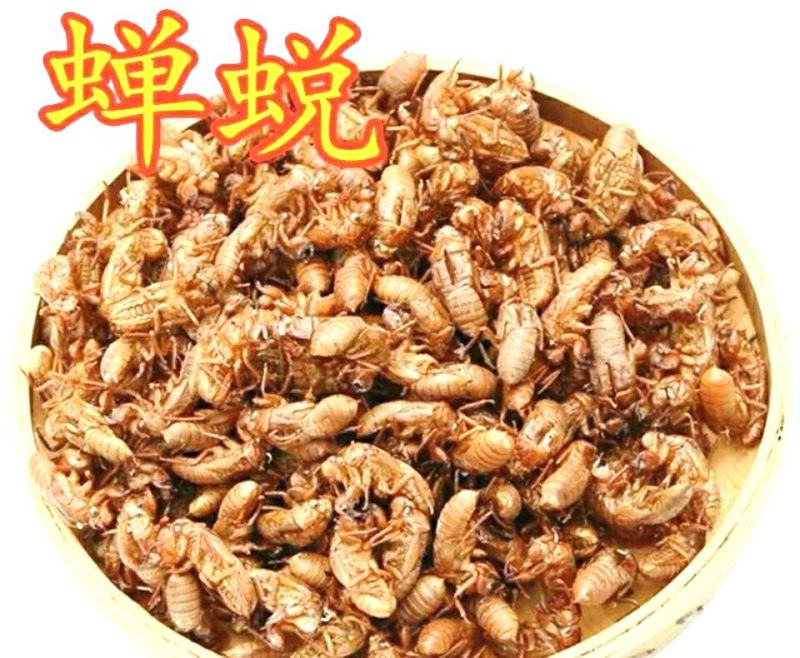 中药材蝉蜕蝉衣知了壳自然脱落保质保量包邮