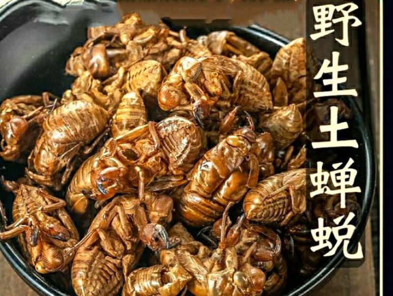 中药材蝉蜕蝉衣知了壳自然脱落保质保量包邮