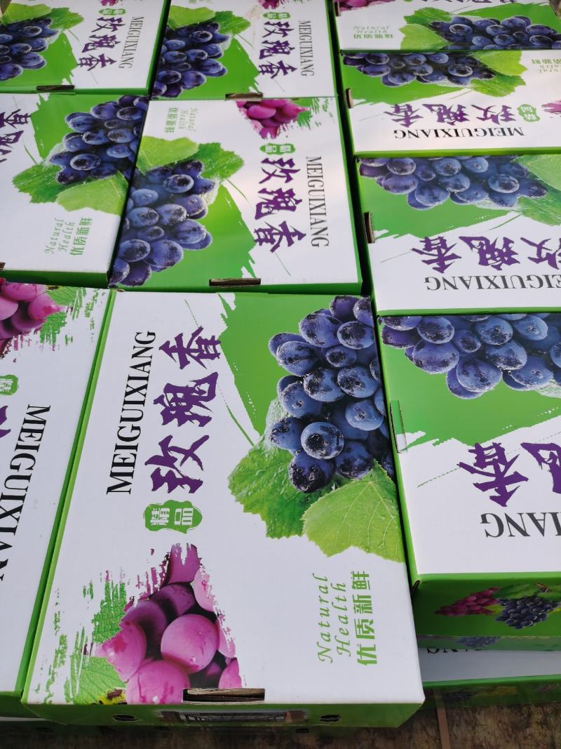 【河北昌黎葡萄沟】玫瑰香，无核玫瑰香，新鲜采摘产地直发