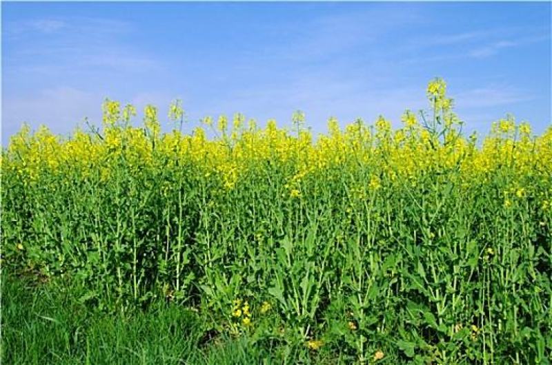 优质油菜籽