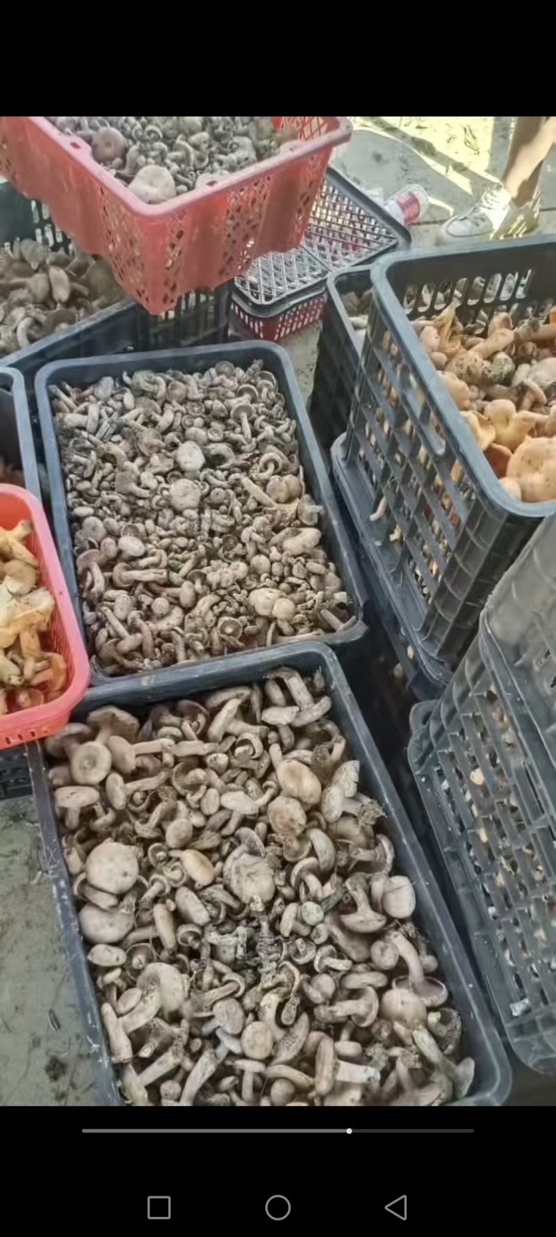松树菌
