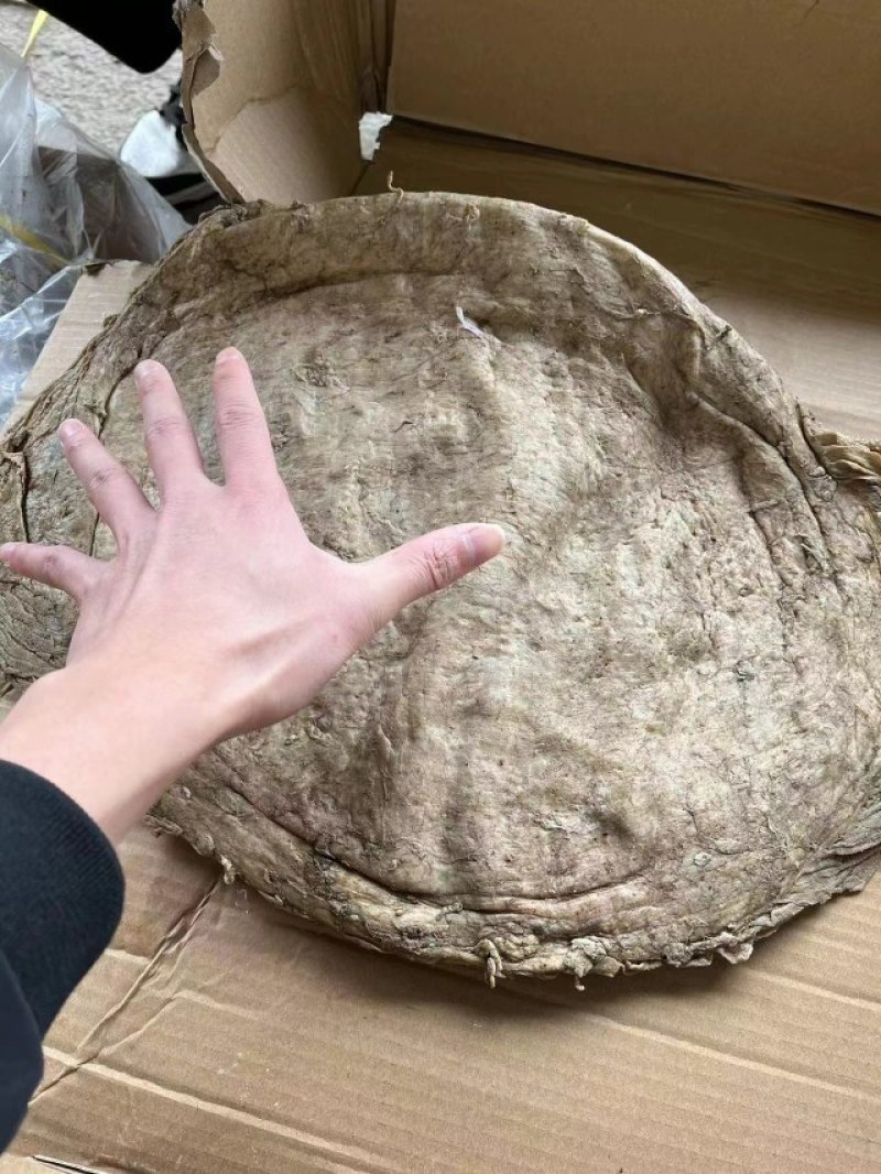 牛毛肚。