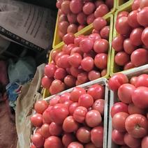 陕西富平西红柿，口感好，硬度高，耐运输，一手货源，