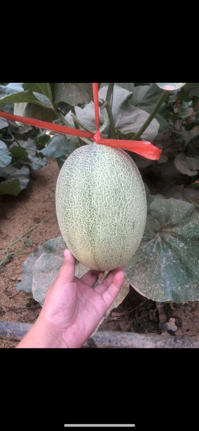 哈密瓜晓蜜西周蜜25号