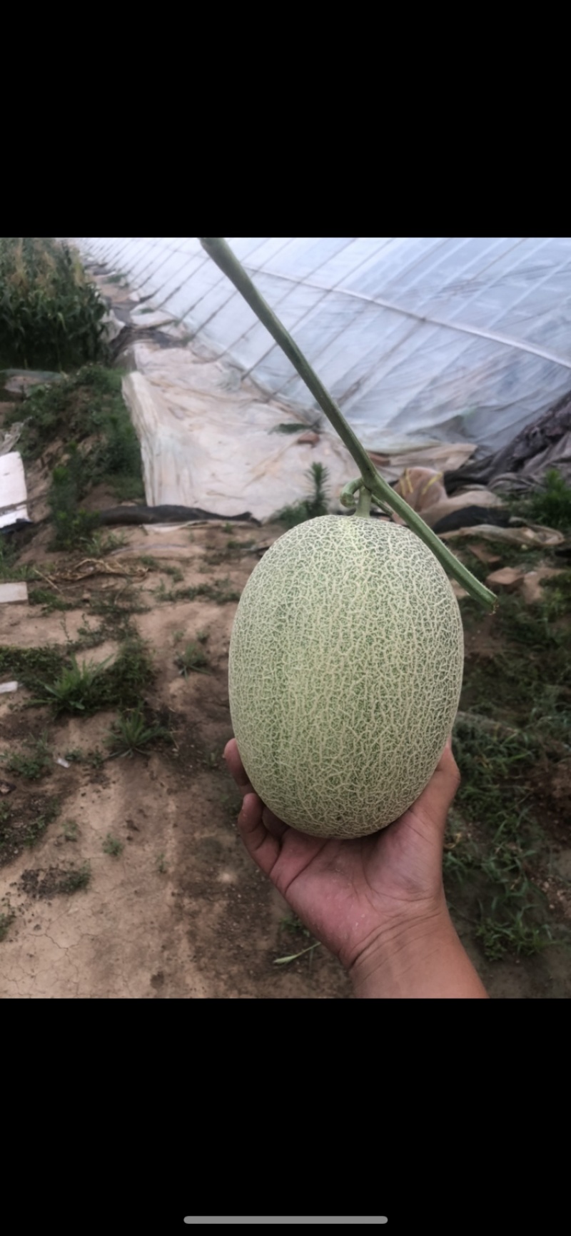 哈密瓜晓蜜西周蜜25号
