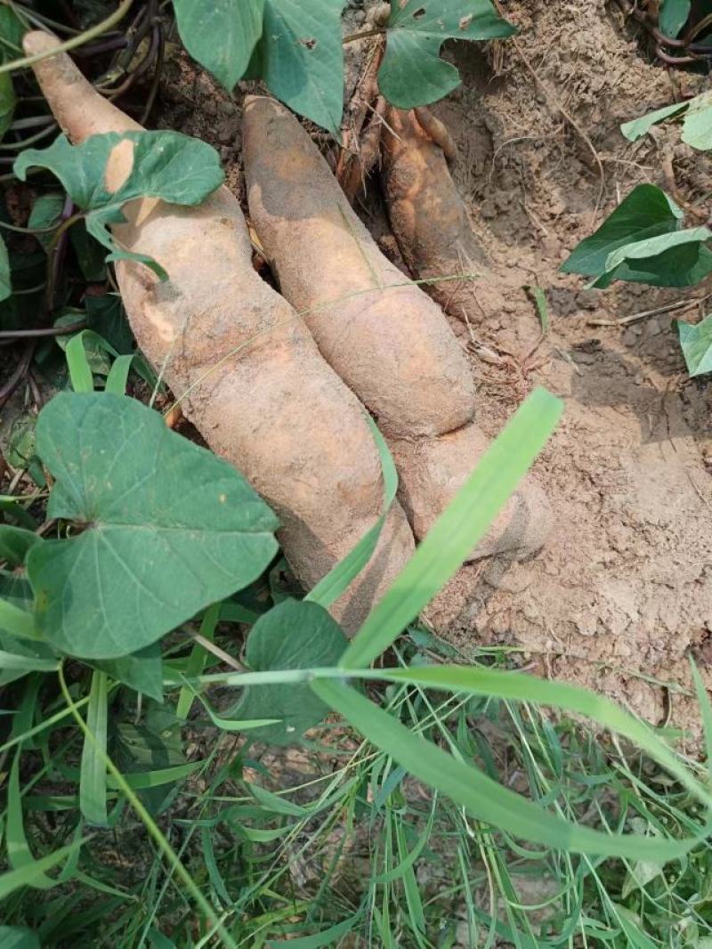 黄心红薯香港红，又脆又香的番薯自家基地种植欢迎选购