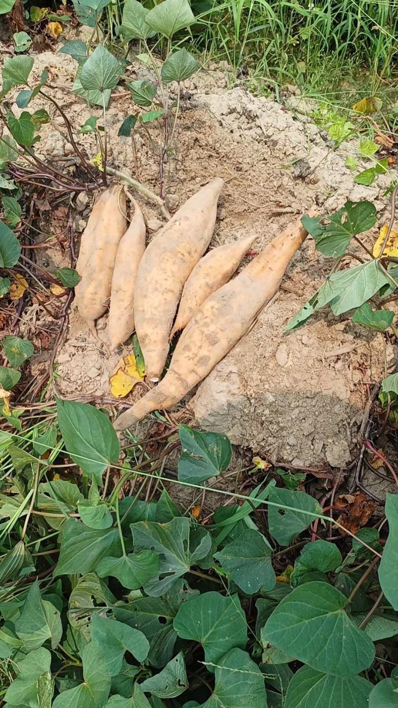 黄心红薯香港红，又脆又香的番薯自家基地种植欢迎选购