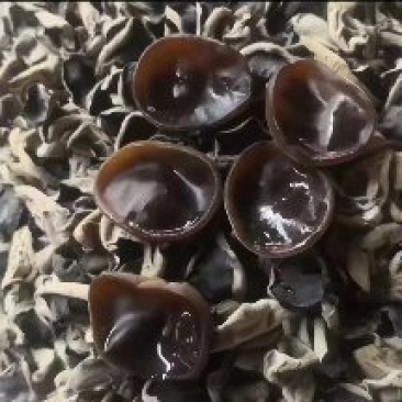 秋木耳源头批发15/斤