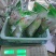 各种蒙山茶