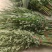 端午节新鲜艾草端午艾，菖蒲，桃枝