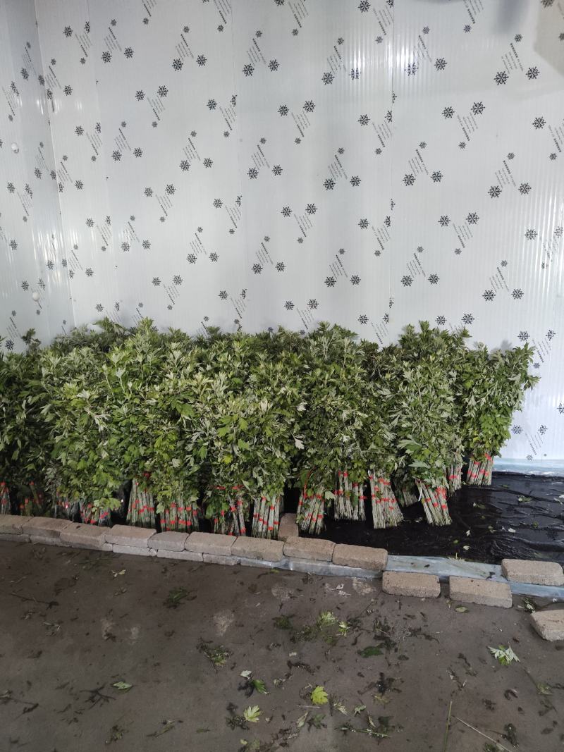 端午节定制新鲜艾草菖蒲节艾草，端午艾