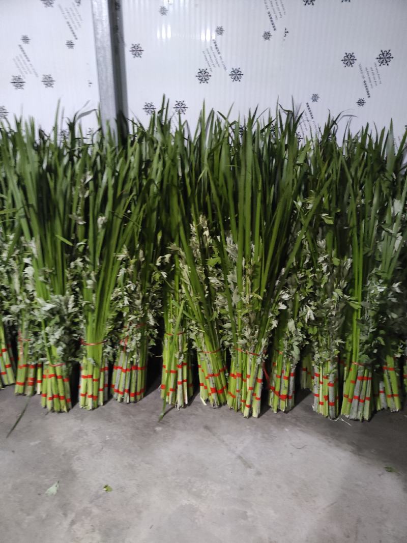 端午节定制新鲜艾草菖蒲节艾草，端午艾
