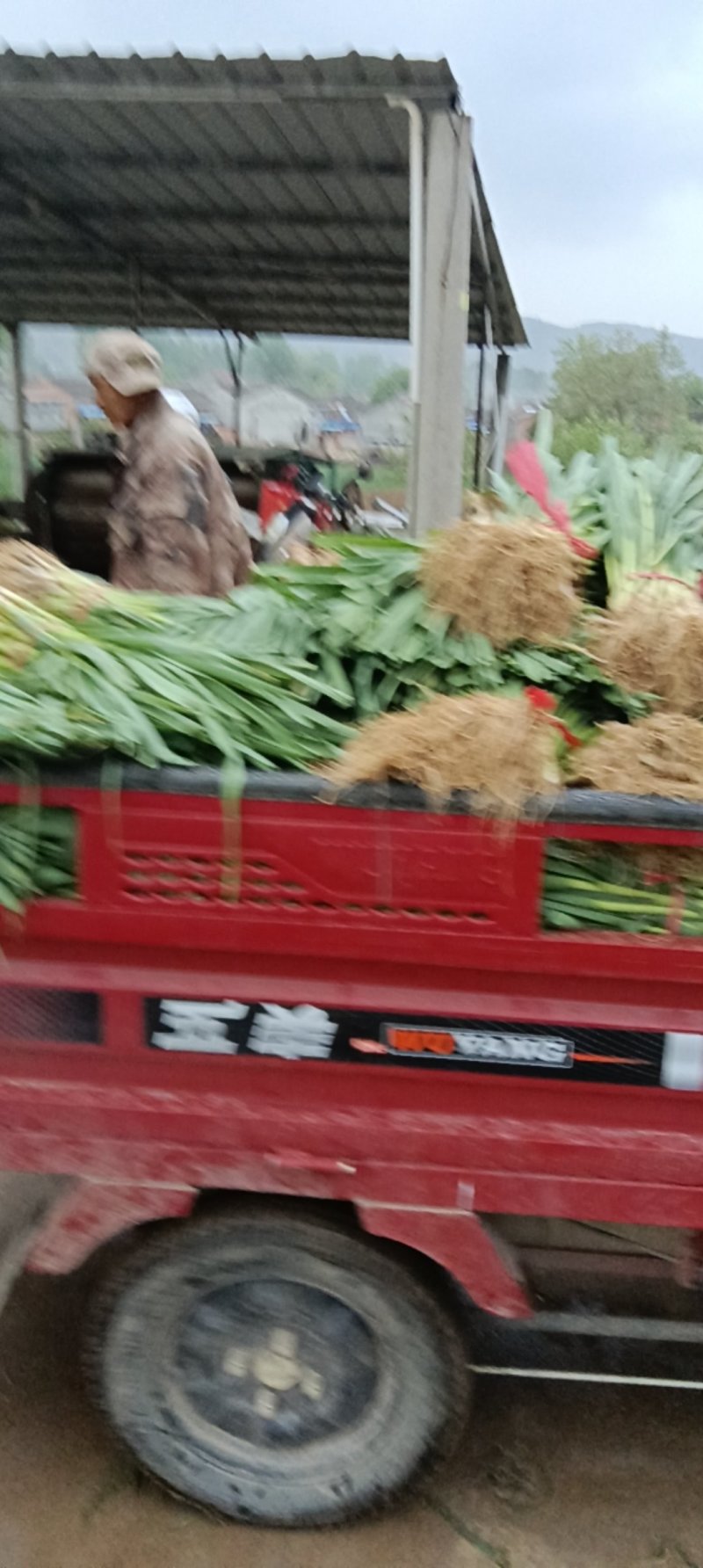 加工蒜苗出售