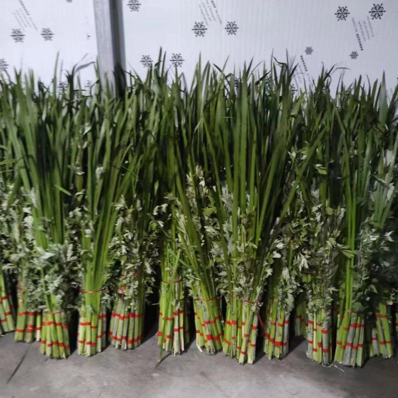 端午节新鲜艾草菖蒲，供应各大市场，量大，按客户要求定制！
