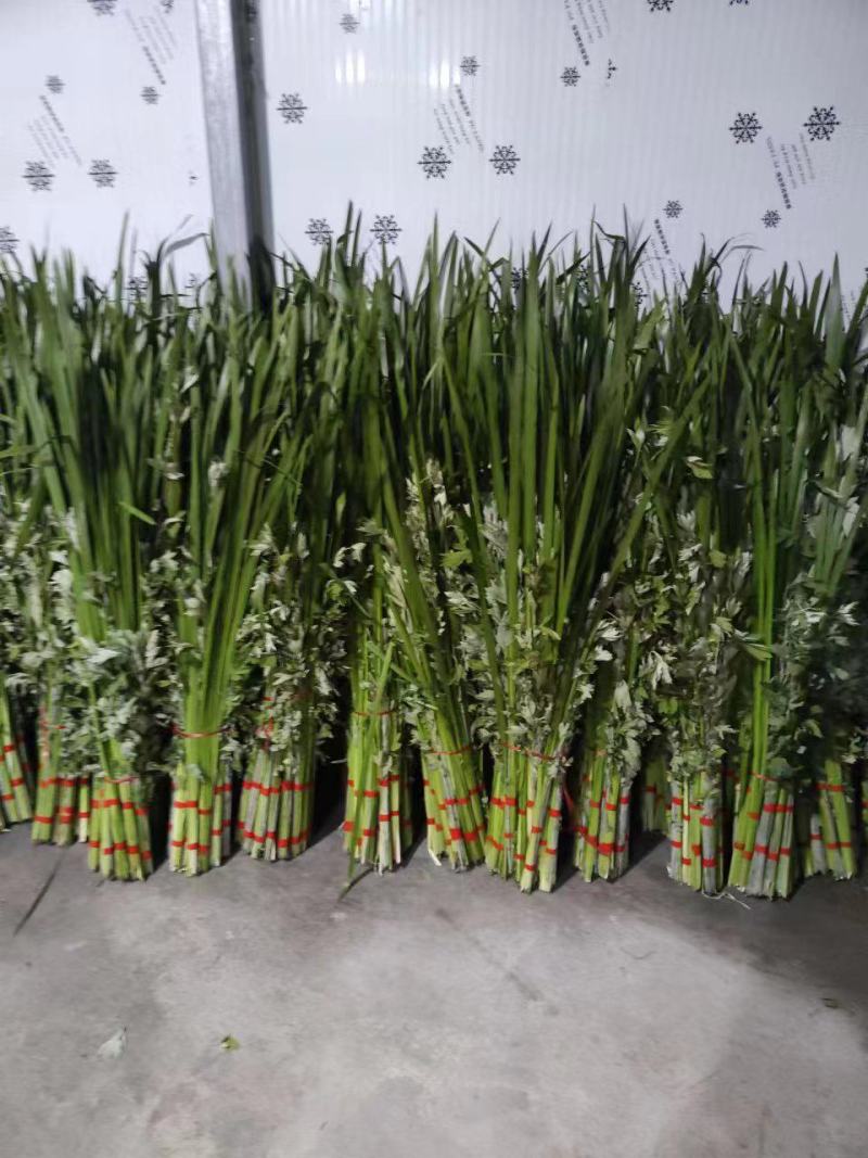 端午节新鲜艾草菖蒲，供应各大市场，量大，按客户要求定制！