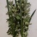 端午节新鲜艾草菖蒲，供应各大市场，量大，按客户要求定制！
