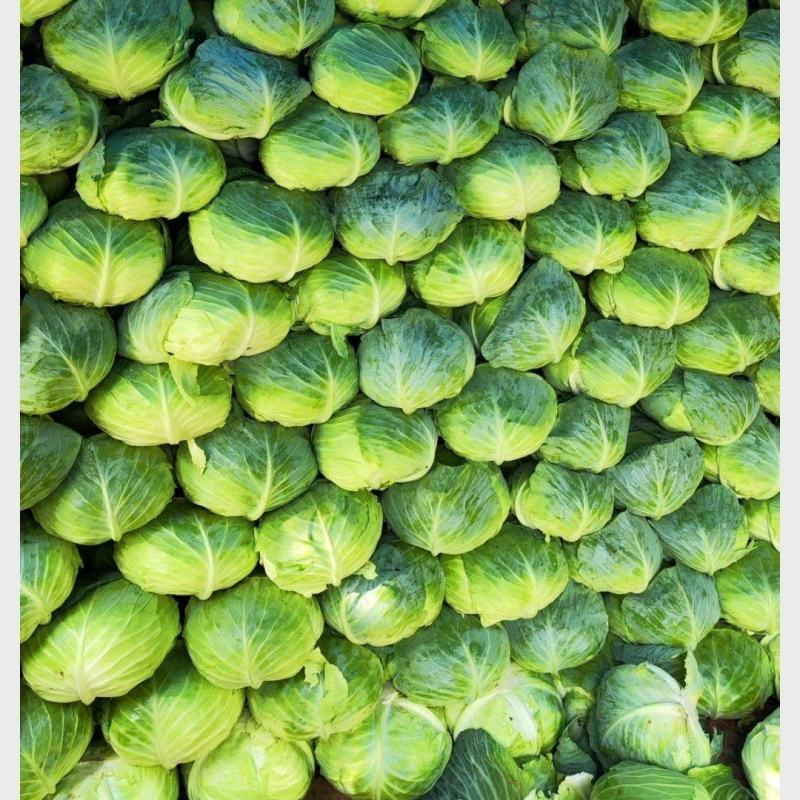 奥奇拿扁包菜，基地大量供应！菜嫩厚叶子。货源充足！