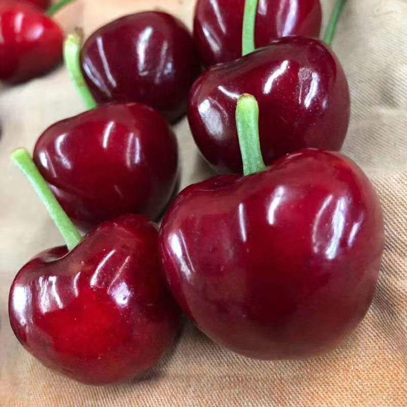 露天大樱桃车厘子美早樱桃28~30mm现货一件代发