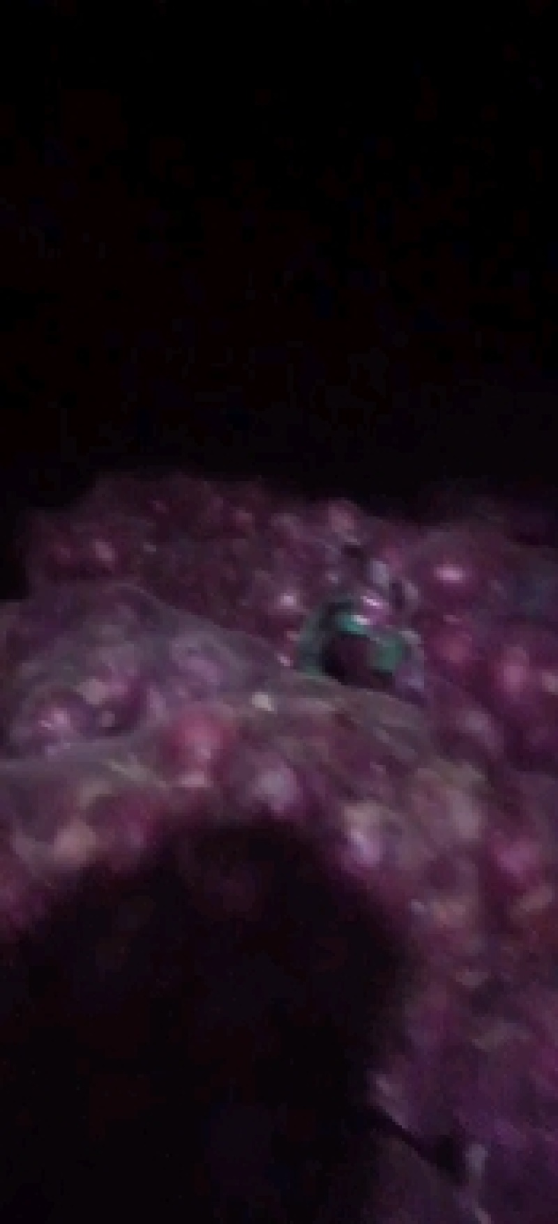 河南紫皮洋葱一手货源量大从优品种好，大量有货