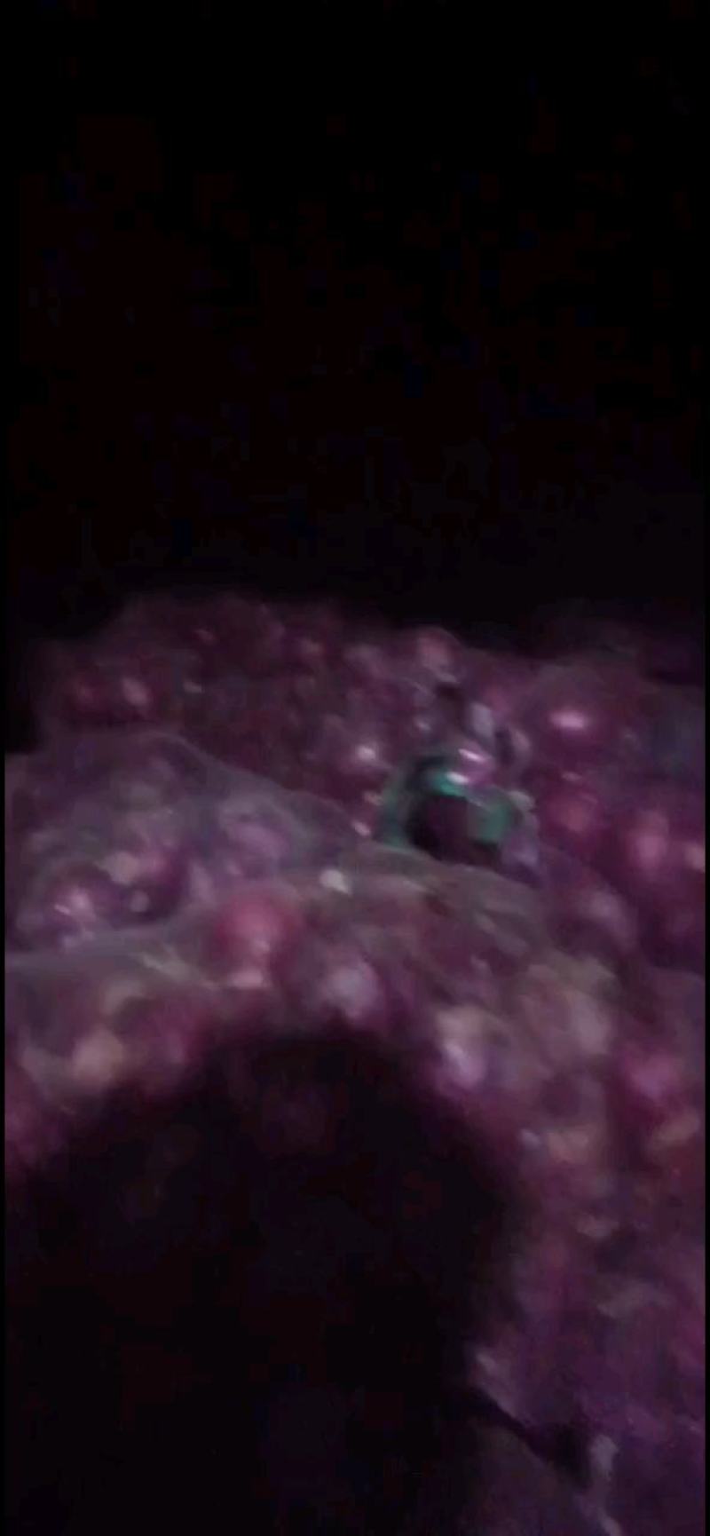 河南紫皮洋葱一手货源量大从优品种好，大量有货