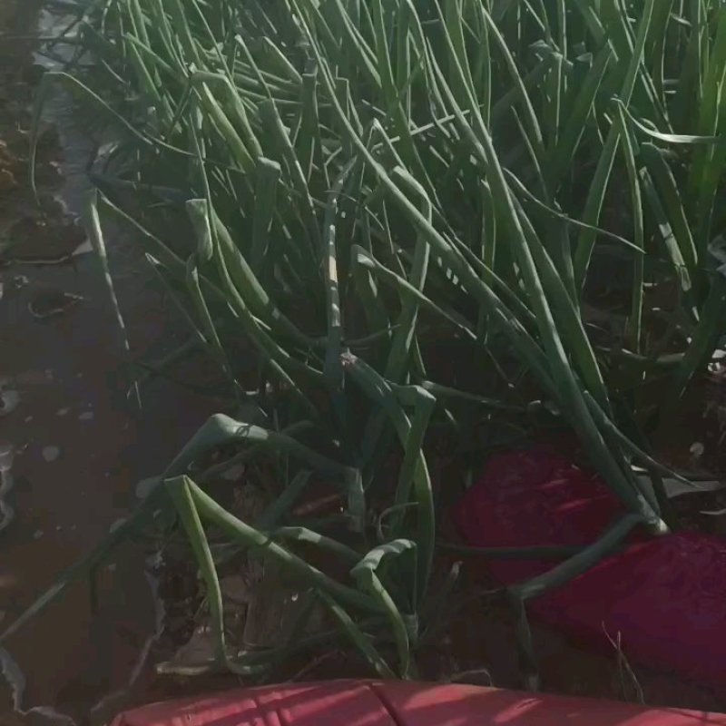 河南紫皮洋葱一手货源量大从优品种好，大量有货