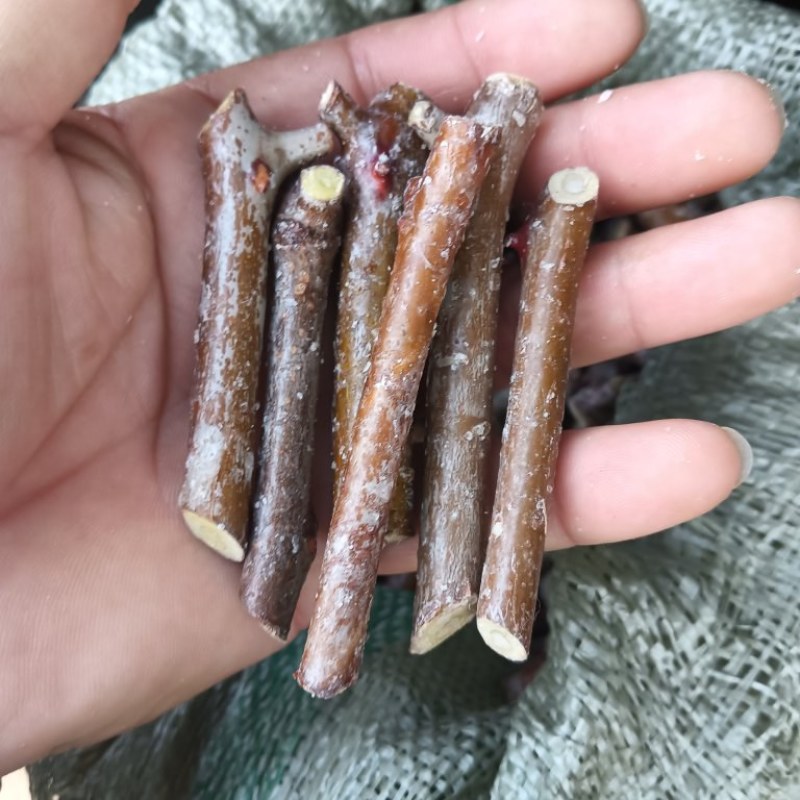 酸枣树接穗。高产药用双酸枣树接穗。自己家门培育。