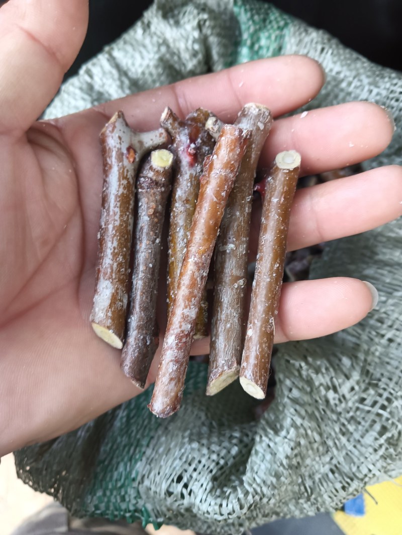 酸枣树接穗。高产药用双酸枣树接穗。自己家门培育。