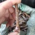 酸枣树接穗。高产药用双酸枣树接穗。自己家门培育。