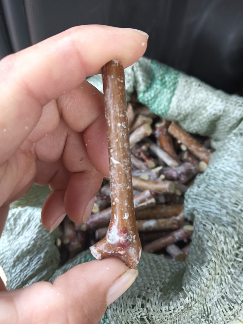 酸枣树接穗。高产药用双酸枣树接穗。自己家门培育。