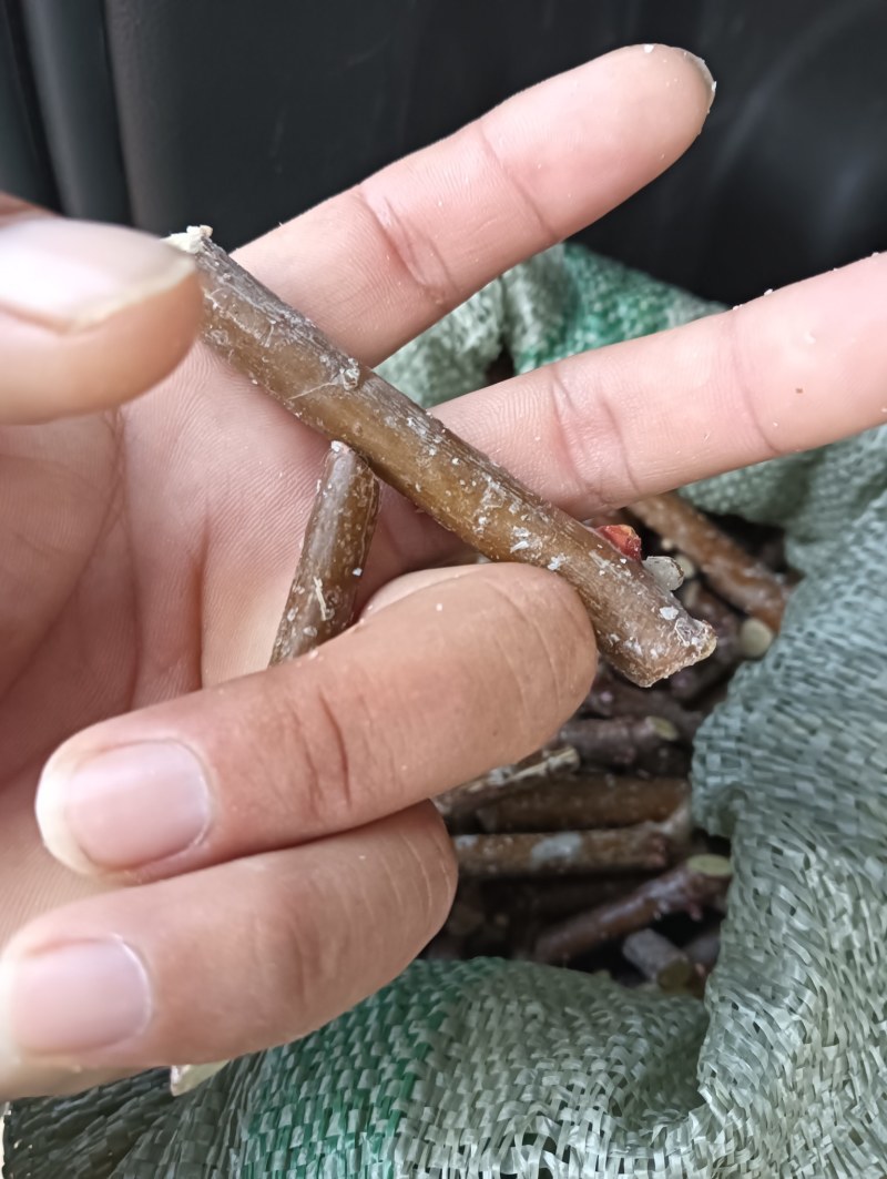酸枣树接穗。高产药用双酸枣树接穗。自己家门培育。