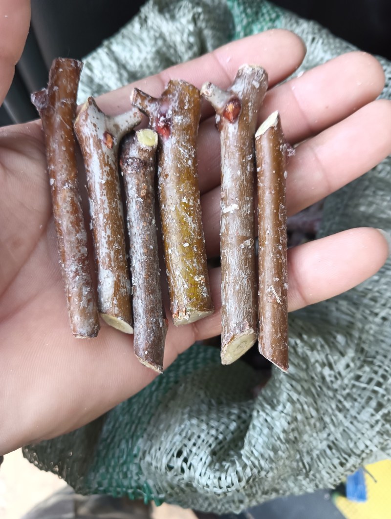 酸枣树接穗。高产药用双酸枣树接穗。自己家门培育。