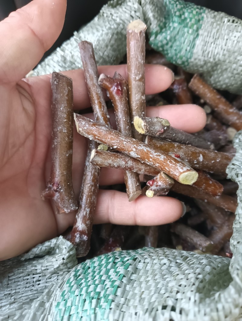 酸枣树接穗。高产药用双酸枣树接穗。自己家门培育。