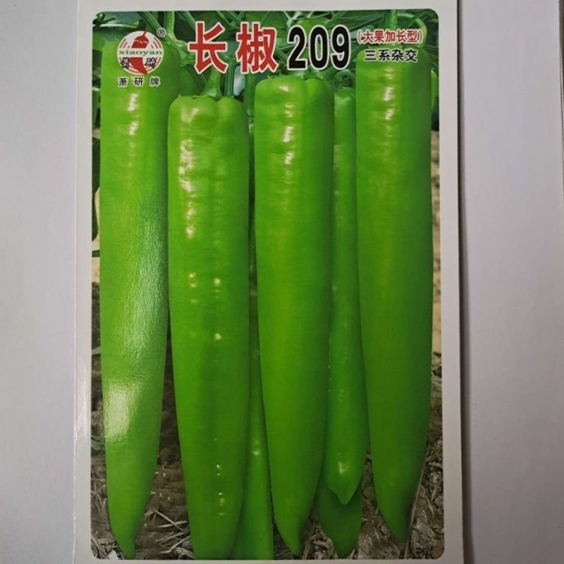 金疏长椒209黄绿皮牛椒角品种，杂交一代