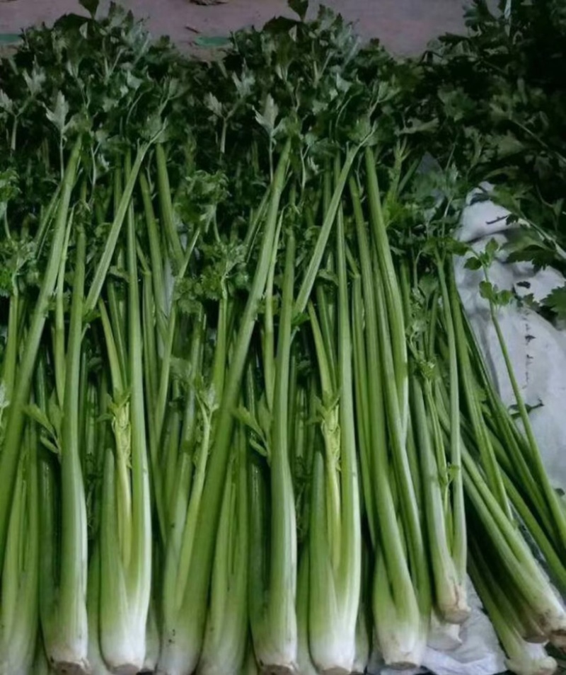 芹菜种子西芹种子