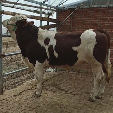 贵州西门塔尔牛小牛犊肉牛苗活牛苗送货到家可合作养殖