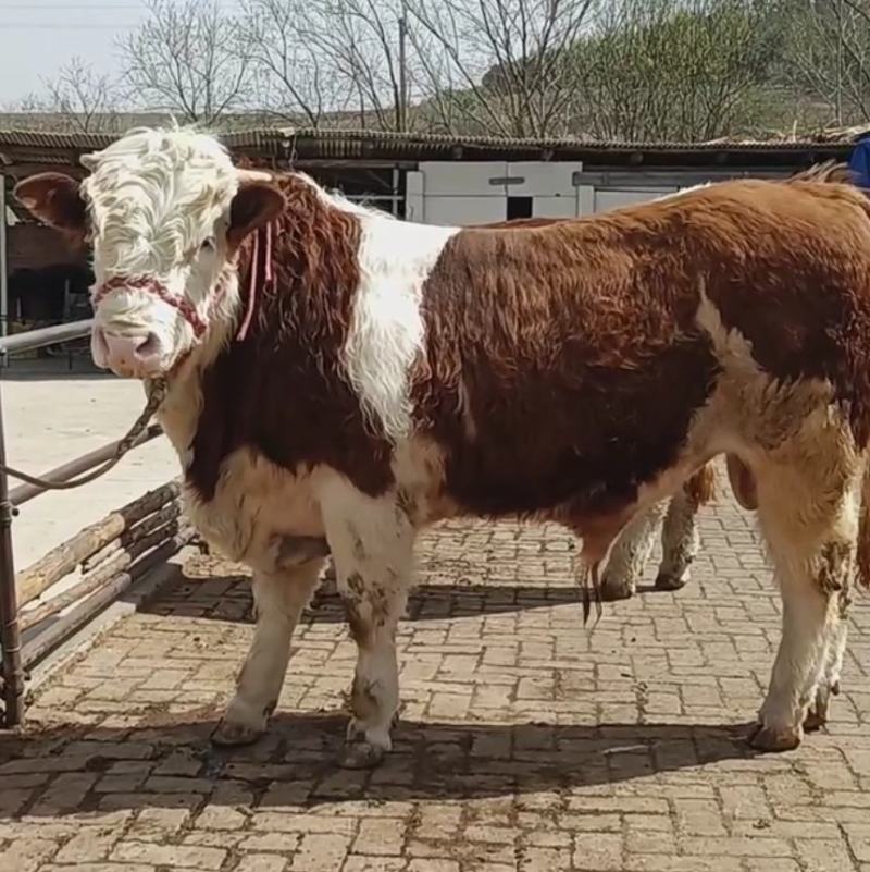 贵州西门塔尔牛小牛犊肉牛苗活牛苗送货到家可合作养殖