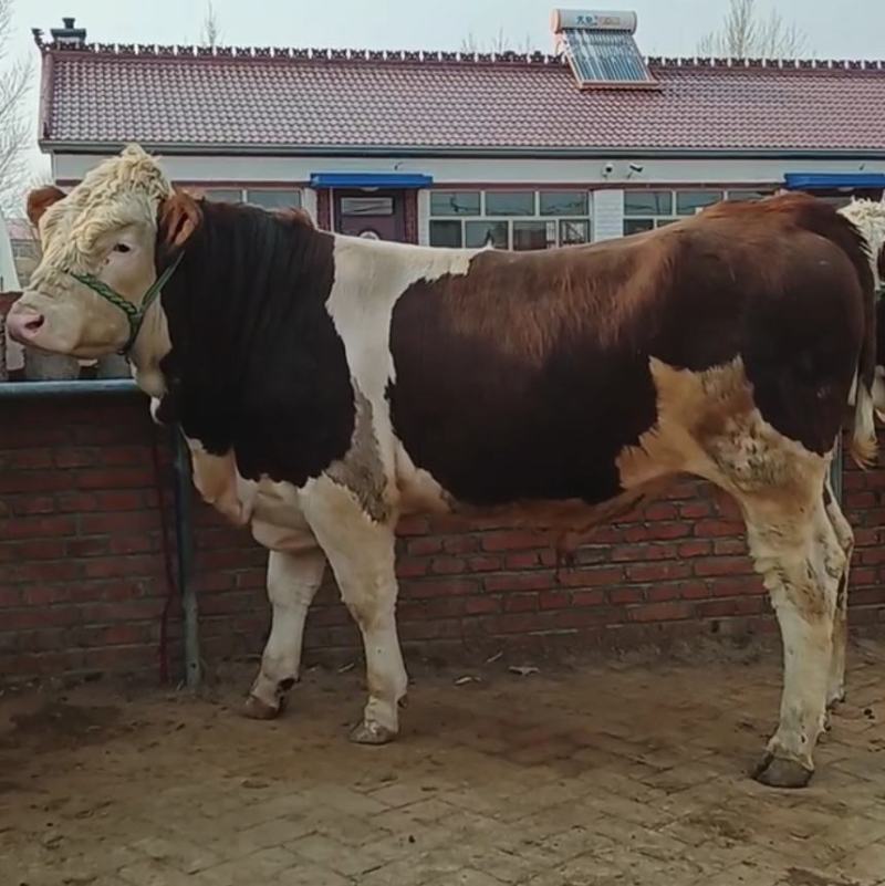 贵州西门塔尔牛小牛犊肉牛苗活牛苗送货到家可合作养殖
