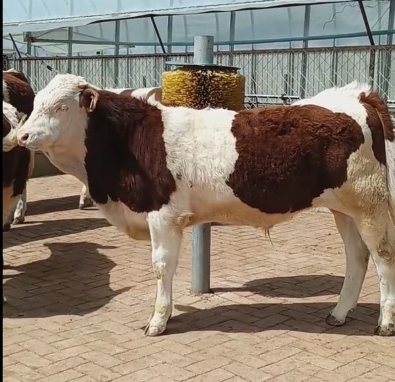 贵州西门塔尔牛小牛犊肉牛苗活牛苗送货到家可合作养殖