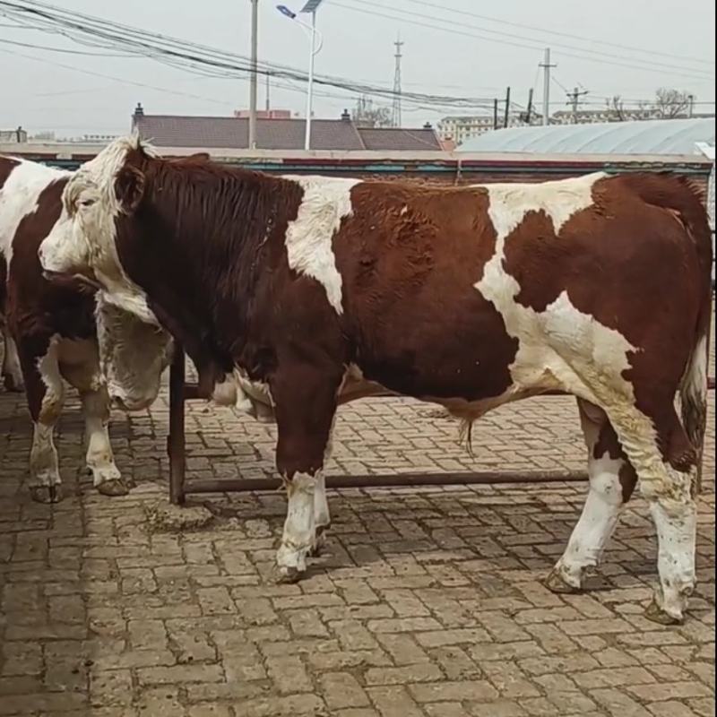 贵州西门塔尔牛小牛犊肉牛苗活牛苗送货到家可合作养殖