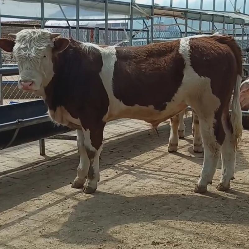 贵州西门塔尔牛小牛犊肉牛苗活牛苗送货到家可合作养殖