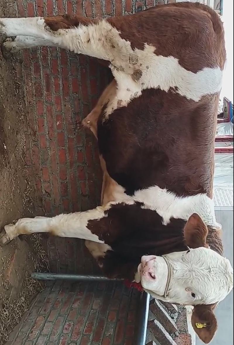 贵州西门塔尔牛小牛犊肉牛苗活牛苗送货到家可合作养殖