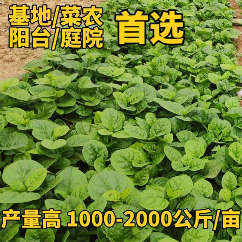 大圆叶木耳菜种子叶片肥厚耐热耐湿大叶木耳菜种籽春夏季蔬菜